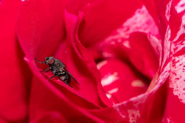 Voler sur une rose rouge