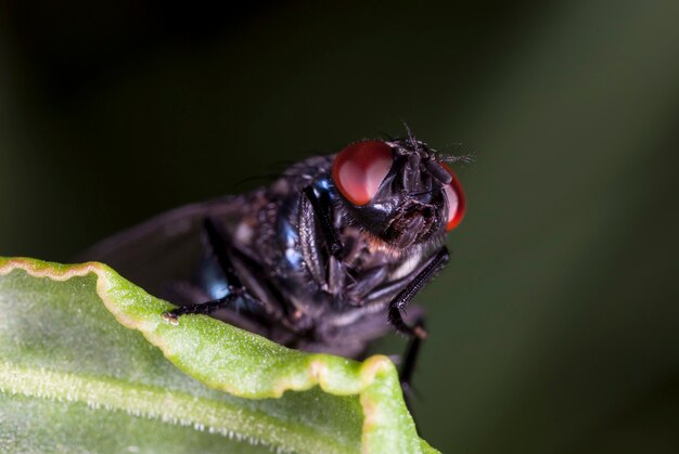 voler des tachinidés dans un habitat naturel