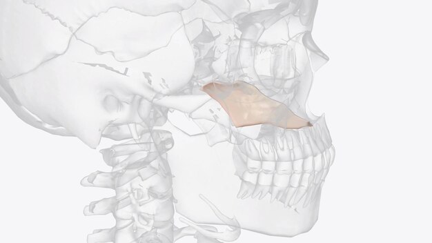 Photo le vomer est l'un des os faciaux non appariés du crâne.