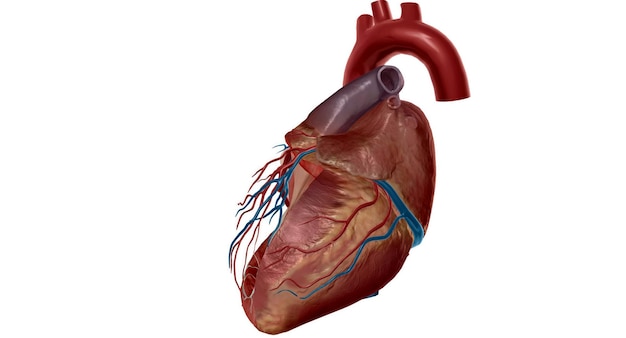 Photo votre cœur est le principal organe de votre système cardiovasculaire pompant le sang dans tout votre corps