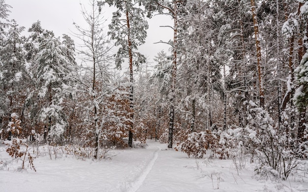 Voyage dans la forêt enneigée. Marcher dans les bois