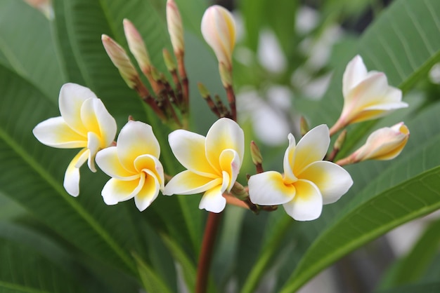 Voyage à l'île de Phi Phi en Thaïlande Fleurs jaunes blanches de plumeria sur la branche du parc