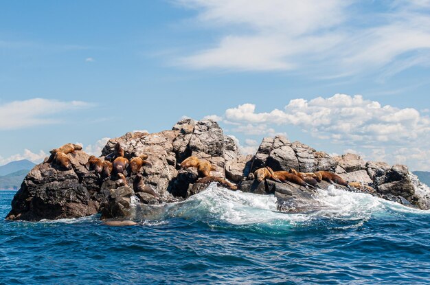 Voyage en mer Lions de mer sur la colonie