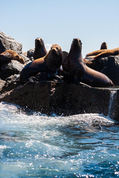 Voyage en mer Lions de mer sur la colonie