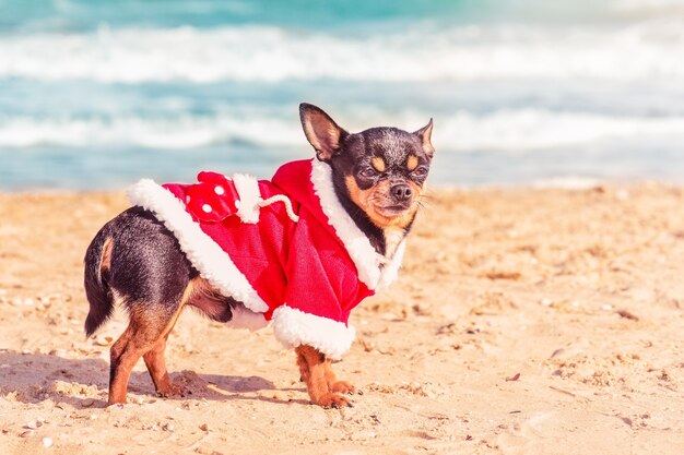 Voyager. Chien chihuahua en mer à Noël ou au nouvel an en vêtements de père Noël.