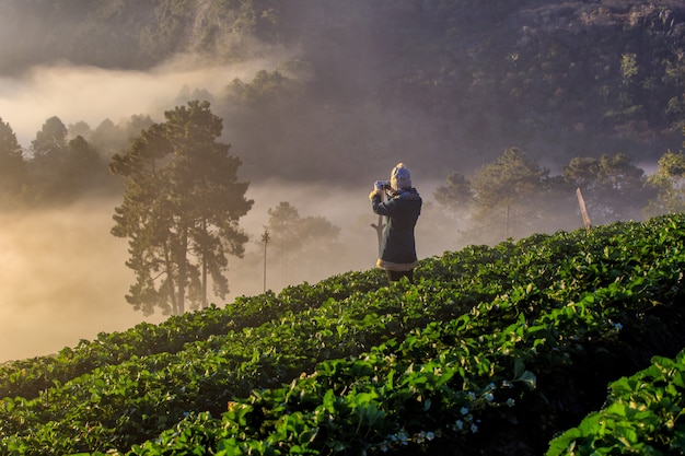 Voyageur asiatique, prendre, a, matin brumeux, photo, lever, dans, fraises, jardin