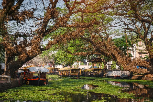 Voyagez dans les magnifiques backwaters du Kerala et profitez du paysage de palmiers, Alappuzha, Inde