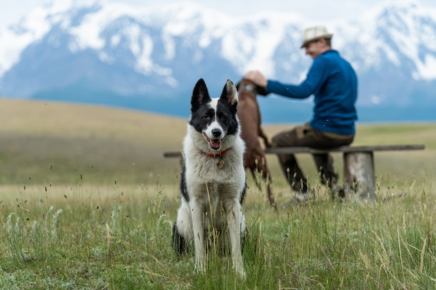 Voyagez dans les montagnes de l'Altaï avec des chiens. Un chien blanc noir s'assied à côté d'un type dans le contexte des crêtes de montagne