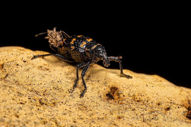 Vrai charançon adulte avec un adulte Lace Bug sur le dos