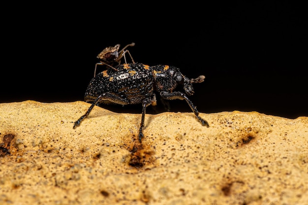 Vrai charançon adulte avec un adulte Lace Bug sur le dos