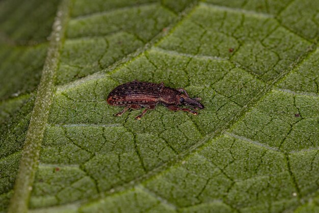 Vrai charançon adulte de la famille des Curculionidae