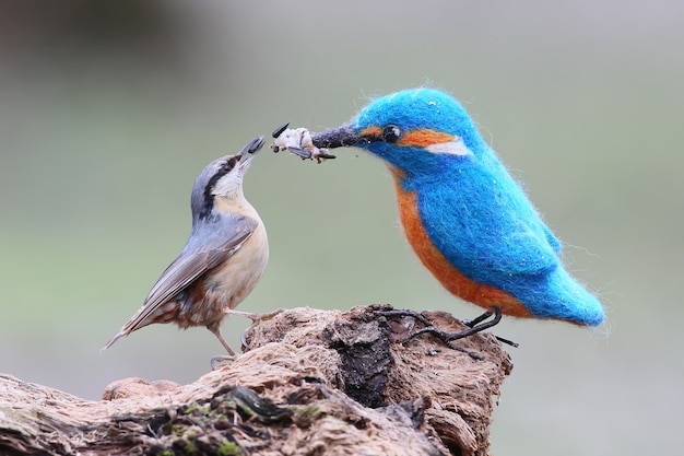 Un vrai oiseau et un oiseau en peluche images drôles