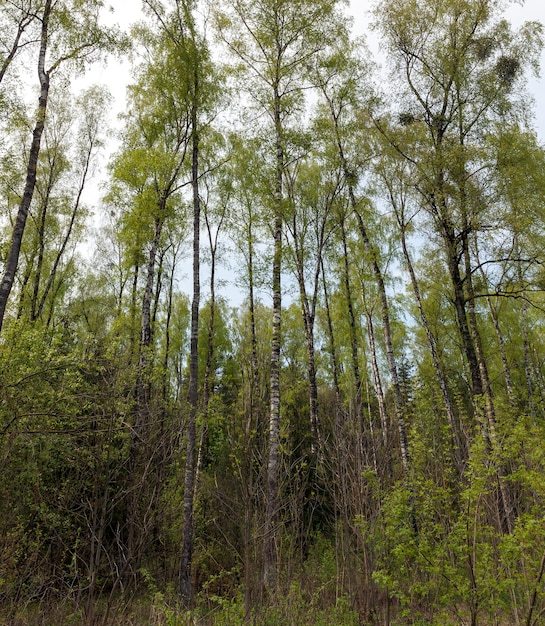 La Vraie Nature Avec Des Arbres Verts Et De L'herbe éclairée Par La Lumière Du Soleil, Un Vrai Repos Et Une Distraction Dans La Nature