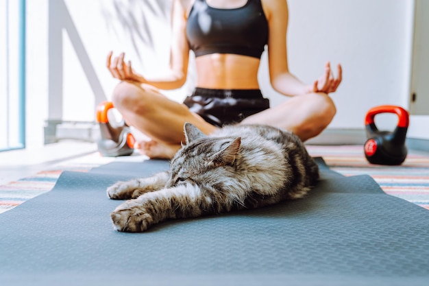 vraie vie de chat domestique à côté d'une personne bien-aimée au moment de l'entraînement sportif