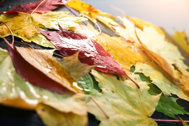 Photo de vraies feuilles d'automne allongées sur un parapluie en gouttes de pluie. photo de saison. couleurs jaunes et vertes avec texture. carte postale de novembre. marcher par mauvais temps.