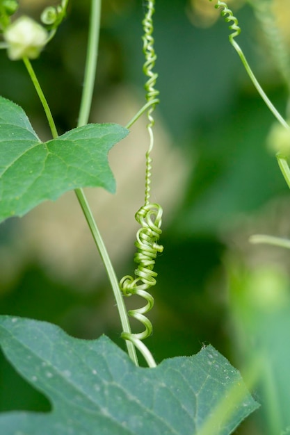 Vrille de raisins avec ses branches ondulées à la recherche de l'endroit où se retrouver image photo en gros plan sur abstra