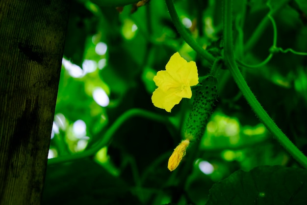 Vrilles de fleurs et fruits de concombres poussant dans une serre