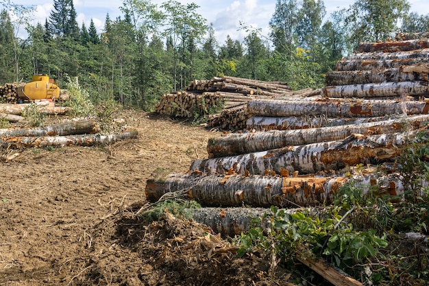 Vue sur l'abattage - terres déboisées et piles de grumes sciées