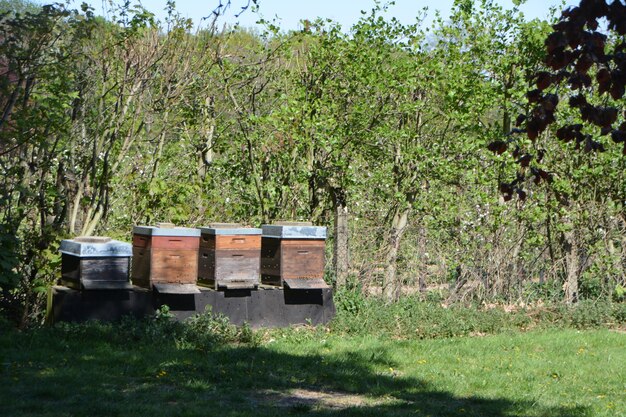 Vue des abeilles sur un poteau de bois dans le champ