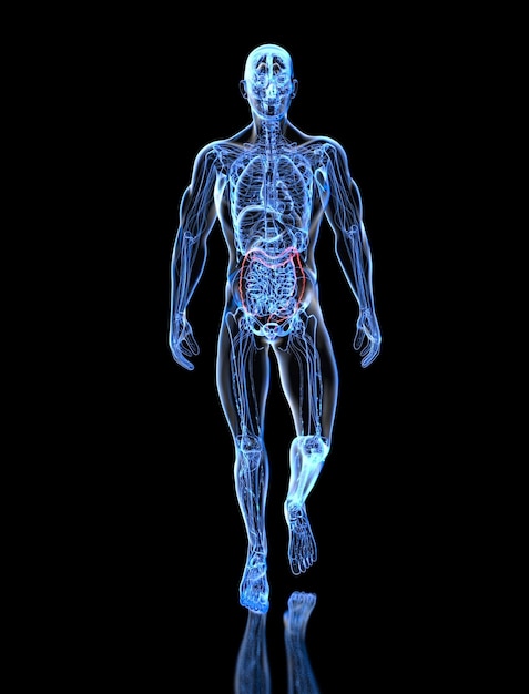 Vue abstraite de l'anatomie 3d de l'intestin