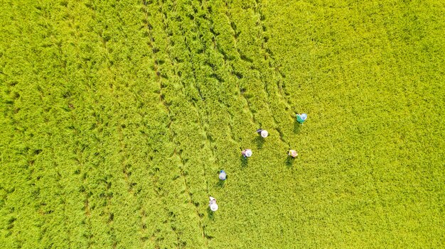 Vue aérienne de l&#39;agriculteur travaillant dans les rizières