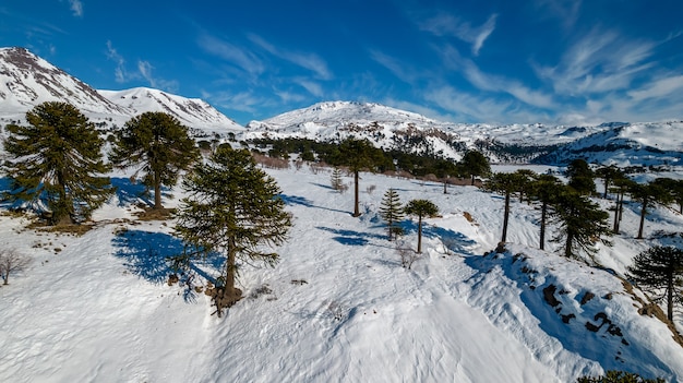 Vue aérienne des araucarias avec de la neige. En arrière-plan, vous pouvez voir le volcan Copahue.