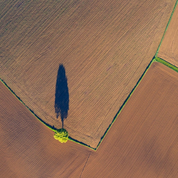 Vue aérienne d'un arbre sur un champ agricole