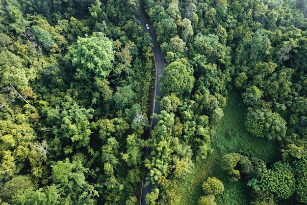 Vue aérienne de l'arbre d'été vert et de la forêt avec une route