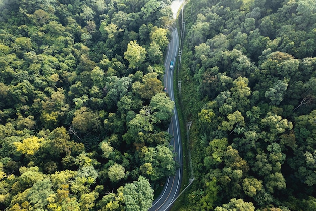 Vue aérienne de l'arbre d'été vert et de la forêt avec une route