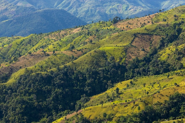 Vue aérienne de l'arbre forestier Écosystème de la forêt tropicale et environnement sain Concept et arrière-plan