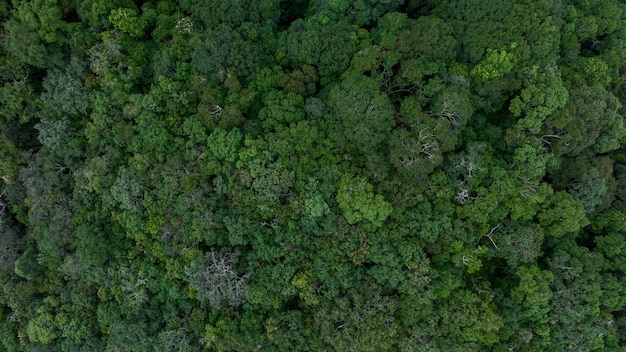 Vue aérienne d'un arbre de forêt verte Écosystème d'arbres de forêt tropicale tropicale et environnement sain