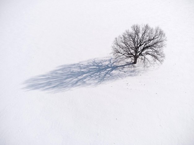 Vue aérienne sur l'arbre nu solitaire dans le champ enneigé en hiver