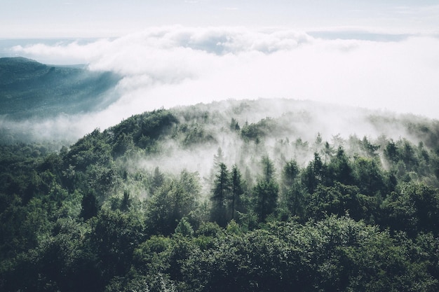 Vue aérienne des arbres sur un ciel nuageux par une journée ensoleillée