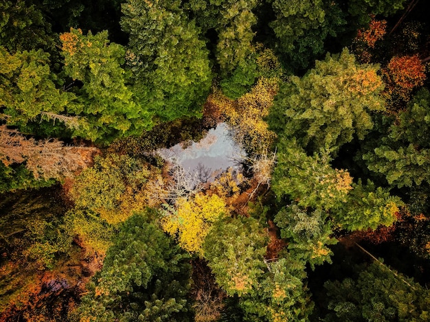 Photo vue aérienne des arbres dans la forêt