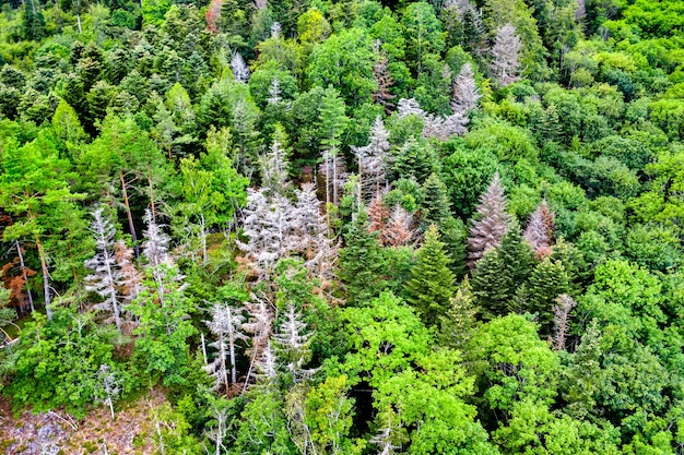 Vue aérienne d'arbres dans les Vosges en été. Alsace, France