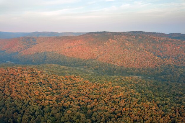 Vue aérienne d'arbres et de feuilles colorées de forêt d'automne