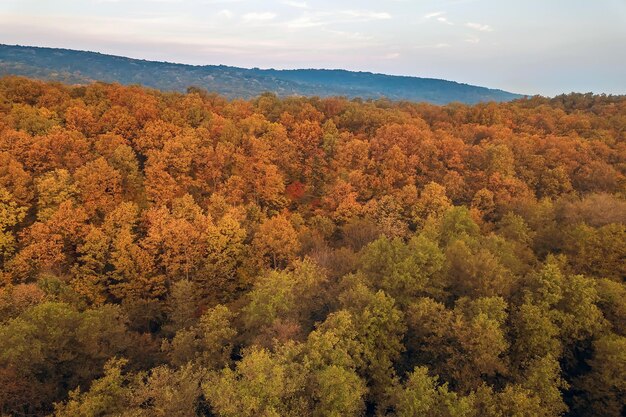 Vue aérienne d'arbres et de feuilles colorées de forêt d'automne