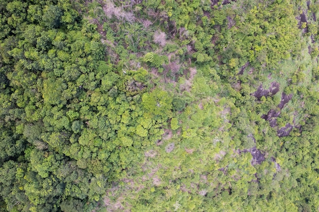 Vue aérienne des arbres forestiers Écosystème de la forêt tropicale et concept et arrière-plan de l'environnement naturel Texture des arbres verts vue sur la forêt d'en haut