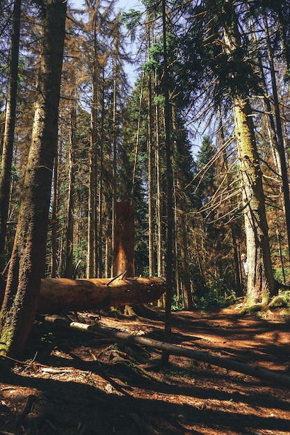 Vue aérienne des arbres verts d'été en forêt dans les montagnes. Bois d'arbres forestiers.