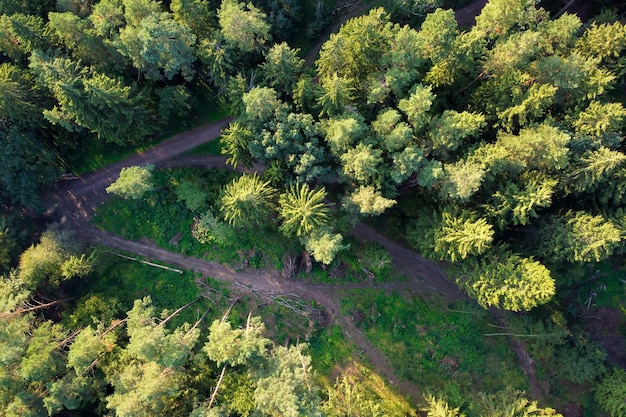 Vue aérienne des arbres verts et des routes rurales en forêt