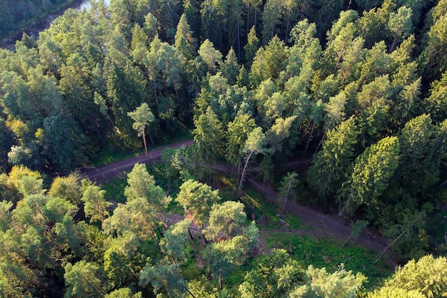 Vue aérienne des arbres verts et des routes rurales en forêt