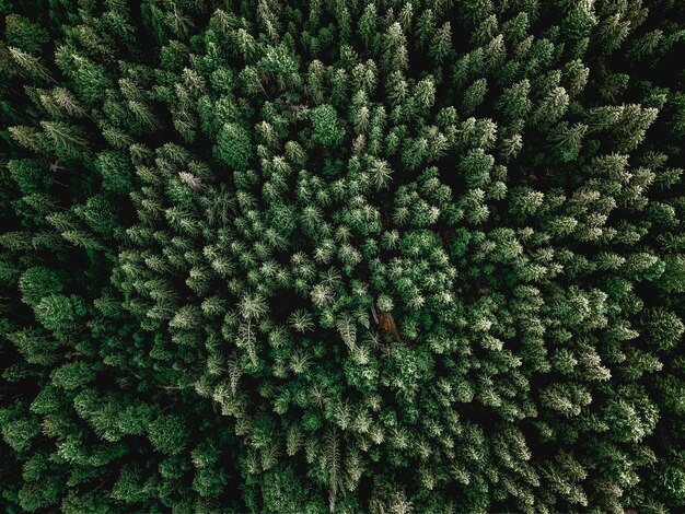 Vue aérienne des arbres