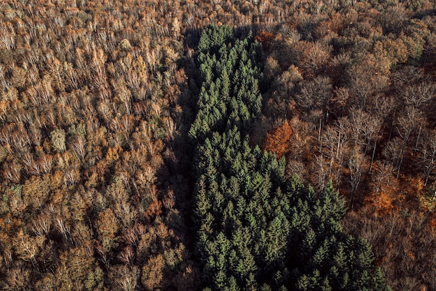 Vue aérienne de l'automne et des sapins