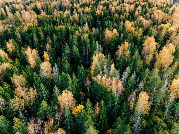 Vue aérienne de la belle forêt colorée en automne