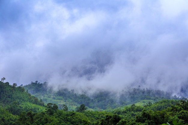 Vue aérienne de la brume matinale sur fond de montagne de forêt tropicale humide de forêt et de brume