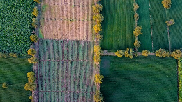 Vue aérienne de champ agricole