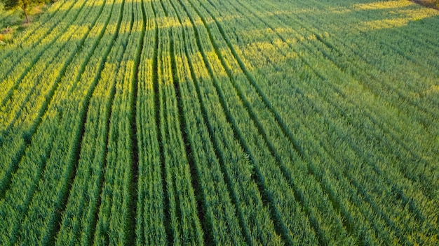 Vue aérienne de champ agricole