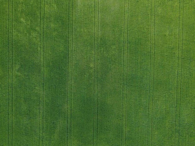 Vue aérienne sur le champ de blé vert dans la campagne Champ de blé soufflant dans le vent au coucher du soleil Épillets jeunes et verts Épis d'orge dans la nature Industrie agronomique et production alimentaire
