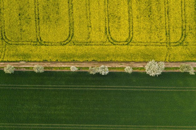 Vue aérienne d'un champ de colza en phase de floraison et d'un champ de maïs avec chemin d'arbre au printemps. Agriculture écologique près de la ferme. tir de drone