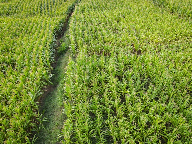 Vue aérienne champ environnement forêt nature ferme agricole fond champ de maïs d'en haut